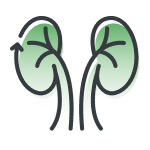Kidney icon