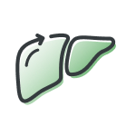 Liver icon